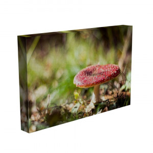 TABLOU FUNGUS ROSA