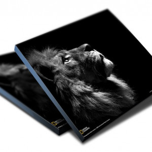 TABLOU THE KING OF JUNGLE