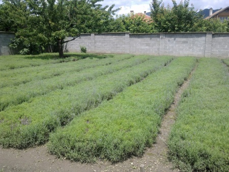 0,975 Ron Butasi de Lavandula Angustifoglium soi productiv si rezistent la frig seceta si caldura ★★★★★★PRIETENIA★★★★★★ pentru infiintare de culturi pentru extractie de ulei esential de Lavanda, Levantica de cultura LavenderEssentialOil.Eu