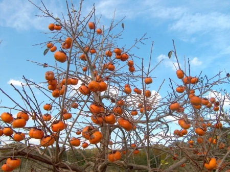 75 Lei Puieti de 3 ani Diospyros Kaki Jiro Cachi Tipo Persimmon Sharon Curmal japonez Fructul zeilor