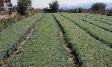 Butasi de lavanda Sevtopolis certificati Pentru Toamna 2016