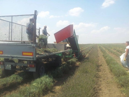 Lavanda Angustifolia Vera Sevtopolis pret 0,55 RON si Butasi de lavanda Angustifolia Vera Hemus, pana la 10 hectare