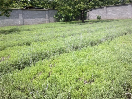 0,975 Ron Butasi de Lavandula Angustifoglium soi productiv si rezistent la frig seceta si caldura ★★★★★★PRIETENIA★★★★★★ pentru infiintare de culturi pentru extractie de ulei esential de Lavanda, Levantica de cultura LavenderEssentialOil.Eu