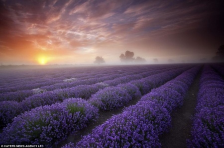 0,975 Ron Butasi de Lavandula Angustifoglium soi productiv si rezistent la frig seceta si caldura ★★★★★★PRIETENIA★★★★★★ pentru infiintare de culturi pentru extractie de ulei esential de Lavanda, Levantica de cultura LavenderEssentialOil.Eu