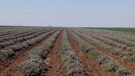 Butasi de lavanda Sevtopolis 0.40 RON Singurul contract de valorificare real din Romania cu piata de desfacere garantata pe termen nelimitat