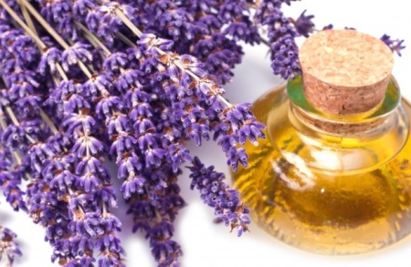 0,975 Ron Butasi de Lavandula Angustifoglium soi productiv si rezistent la frig seceta si caldura ★★★★★★PRIETENIA★★★★★★ pentru infiintare de culturi pentru extractie de ulei esential de Lavanda, Levantica de cultura LavenderEssentialOil.Eu