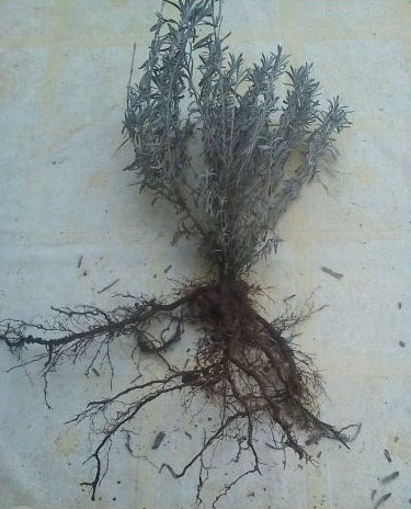 0.99 Ron Butasi de Lavandula Angustifoglium soiul productiv si rezistent la frig seceta si caldura ★★★★★★SEVTOPOLIS★★★★★★ pentru infiintare de culturi pentru extractie de ulei esential de Lavanda, Levantica de cultura LavenderEssentialOil.Eu