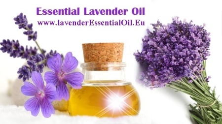 0,95 Ron Butasi de Lavandula Angustifola soi productiv si rezistent la frig seceta si caldura ★★★★★★★PARADIS★★★★★★★ pentru infiintare de culturi pentru extractie de ulei esential de Lavanda, Levantica de cultura LavenderEssentialOil.Eu