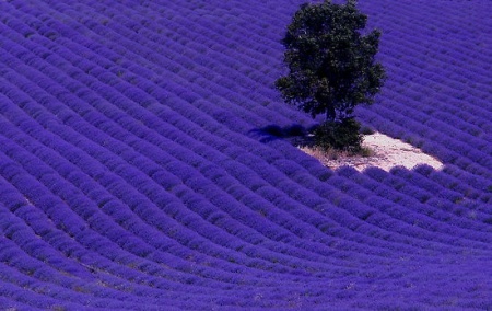 0,975 Ron Butasi de Lavandula Angustifoglium soi productiv si rezistent la frig seceta si caldura ★★★★★★PRIETENIA★★★★★★ pentru infiintare de culturi pentru extractie de ulei esential de Lavanda, Levantica de cultura LavenderEssentialOil.Eu