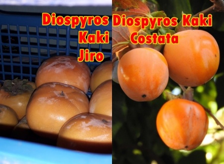Diospyros kaki costata