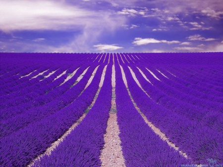 0.99 Ron Butasi de Lavandula Angustifoglium soiul productiv si rezistent la frig seceta si caldura ★★★★★★SEVTOPOLIS★★★★★★ pentru infiintare de culturi pentru extractie de ulei esential de Lavanda, Levantica de cultura LavenderEssentialOil.Eu