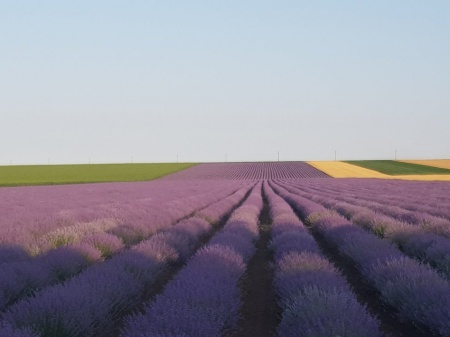 ulei esential de lavanda organic