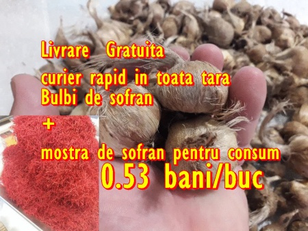 bulbi de sofran crocus sativus