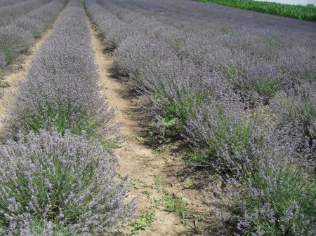Butasi certificati de Lavanda Angustifolia Sevtopolis Hemus si Drujba