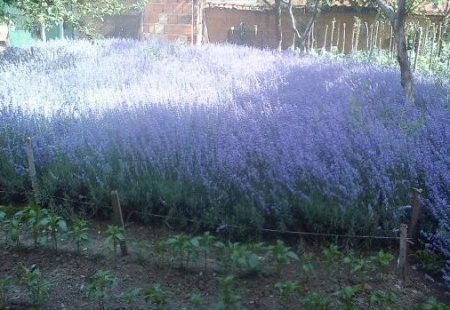 0,975 Ron Butasi de Lavandula Angustifoglium soi productiv si rezistent la frig seceta si caldura ★★★★★★PRIETENIA★★★★★★ pentru infiintare de culturi pentru extractie de ulei esential de Lavanda, Levantica de cultura LavenderEssentialOil.Eu