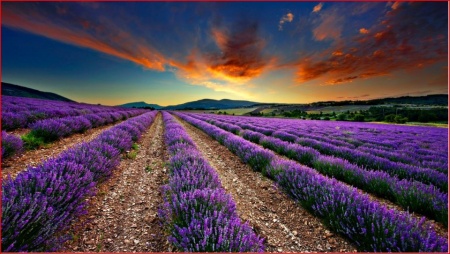 0.99 Ron Butasi de Lavandula Angustifoglium soiul productiv si rezistent la frig seceta si caldura ★★★★★★SEVTOPOLIS★★★★★★ pentru infiintare de culturi pentru extractie de ulei esential de Lavanda, Levantica de cultura LavenderEssentialOil.Eu