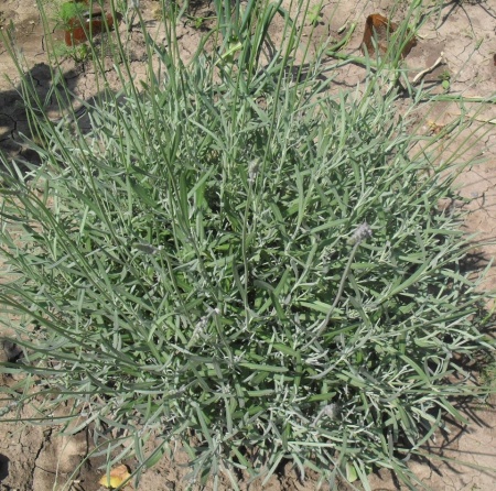 Butasi de Lavanda★ Lavandula Angusifolia ★obtinuti prin butasire ★★★★NU DIN SEMINTE★★★★ Aclimatizati. Soiul de levantica cultivat si in Bulgaria. Varsta un an. Rezistent la seceta si boli, productivitate mare, produsi in Romania.