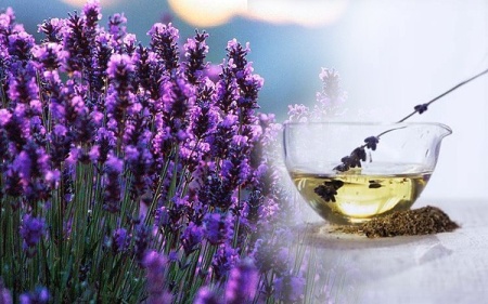 0.99 Ron Butasi de Lavandula Angustifoglium soiul productiv si rezistent la frig seceta si caldura ★★★★★★SEVTOPOLIS★★★★★★ pentru infiintare de culturi pentru extractie de ulei esential de Lavanda, Levantica de cultura LavenderEssentialOil.Eu