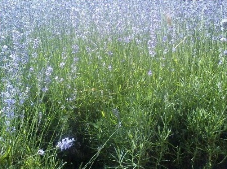 0,95 Ron Butasi de Lavandula Angustifola soi productiv si rezistent la frig seceta si caldura ★★★★★★★PARADIS★★★★★★★ pentru infiintare de culturi pentru extractie de ulei esential de Lavanda, Levantica de cultura LavenderEssentialOil.Eu