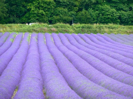 0.99 Ron Butasi de Lavandula Angustifoglium soiul productiv si rezistent la frig seceta si caldura ★★★★★★SEVTOPOLIS★★★★★★ pentru infiintare de culturi pentru extractie de ulei esential de Lavanda, Levantica de cultura LavenderEssentialOil.Eu