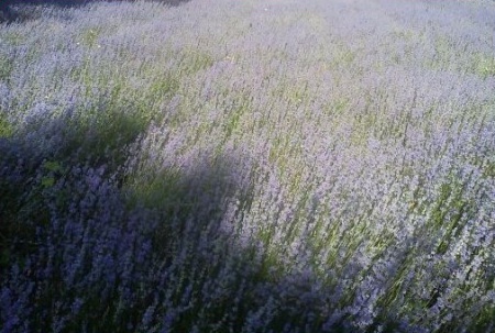 0,95 Ron Butasi de Lavandula Angustifola soi productiv si rezistent la frig seceta si caldura ★★★★★★★PARADIS★★★★★★★ pentru infiintare de culturi pentru extractie de ulei esential de Lavanda, Levantica de cultura LavenderEssentialOil.Eu