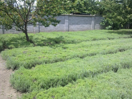 0,975 Ron Butasi de Lavandula Angustifoglium soi productiv si rezistent la frig seceta si caldura ★★★★★★PRIETENIA★★★★★★ pentru infiintare de culturi pentru extractie de ulei esential de Lavanda, Levantica de cultura LavenderEssentialOil.Eu