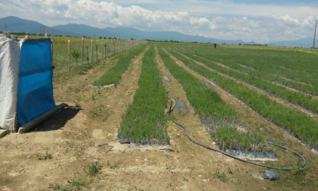 50% finantare pentru culturi de Lavanda, contract de achizitie pe termen lung