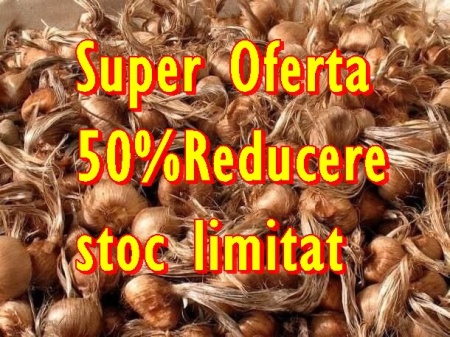 Bulbi de sofran Crocus Sativus marime 7-11+ mixati, 0.48 Lei/buc 75 lei/0.5kg 100-150bucati/plasa de 500Gr