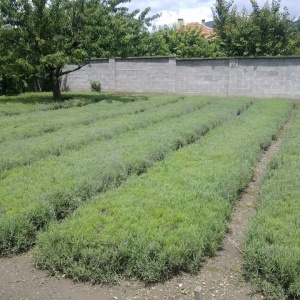 0,975 Ron Butasi de Lavandula Angustifoglium soi productiv si rezistent la frig seceta si caldura ★★★★★★PRIETENIA★★★★★★ pentru infiintare de culturi pentru extractie de ulei esential de Lavanda, Levantica de cultura LavenderEssentialOil.Eu