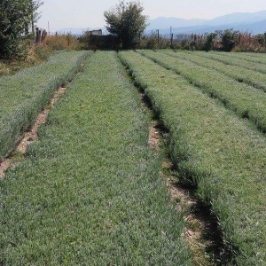 Butasi de lavanda Sevtopolis certificati Pentru Toamna 2016