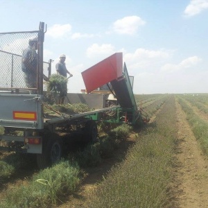 Lavanda Angustifolia Vera Sevtopolis pret 0,55 RON si Butasi de lavanda Angustifolia Vera Hemus, pana la 10 hectare