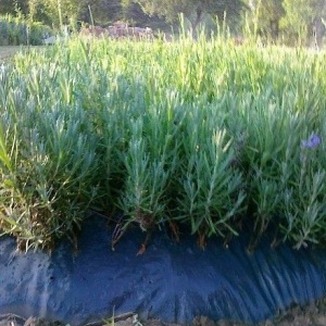 0,95 Ron Butasi de Lavandula Angustifola soi productiv si rezistent la frig seceta si caldura ★★★★★★★PARADIS★★★★★★★ pentru infiintare de culturi pentru extractie de ulei esential de Lavanda, Levantica de cultura LavenderEssentialOil.Eu