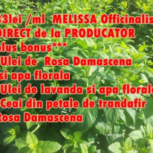 33 Lei/ml Livrare Gratuita 10ml Ulei esential de Melissa officinalis Roinita Lemon Balm Маточина +***BONUS*** 100 ML apa florala DE Melissa off 10ml Ulei esential de lavanda + apa de lavanda Ulei esential de trandafir Rosa Damascena + apa florala