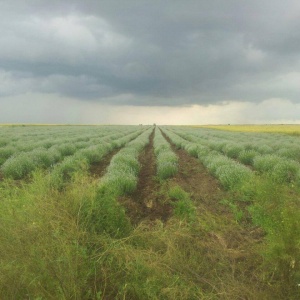 Butasi de lavanda 0,59 RON, Lavanda angustifolia Vera Sevtopolis si Lavanda Angustifolia Vera Hemus