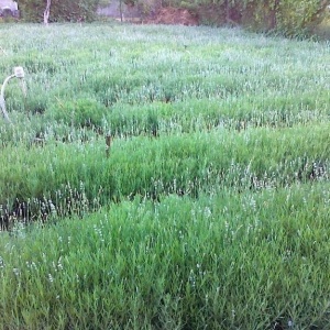 Butasi de Lavanda★ Lavandula Angusifolia ★obtinuti prin butasire ★★★★NU DIN SEMINTE★★★★ Aclimatizati. Soiul de levantica cultivat si in Bulgaria. Varsta un an. Rezistent la seceta si boli, productivitate mare, produsi in Romania.