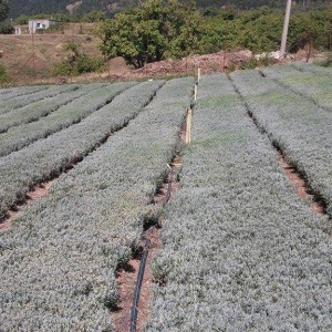 Butasi de Lavanda Sevtopolis certificati pentru sezonul Toamna 2016
