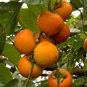 Oferta 89 lei!!! Puieti de 3 ani Diospyros Kaki Jiro Cachi Tipo Persimmon Sharon Curmal japonez Fructul zeilor