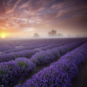 0,975 Ron Butasi de Lavandula Angustifoglium soi productiv si rezistent la frig seceta si caldura ★★★★★★PRIETENIA★★★★★★ pentru infiintare de culturi pentru extractie de ulei esential de Lavanda, Levantica de cultura LavenderEssentialOil.Eu