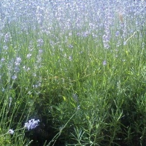 0.99 Ron Butasi de Lavandula Angustifoglium soiul productiv si rezistent la frig seceta si caldura ★★★★★★SEVTOPOLIS★★★★★★ pentru infiintare de culturi pentru extractie de ulei esential de Lavanda, Levantica de cultura LavenderEssentialOil.Eu