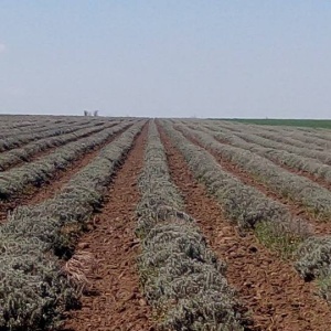 Butasi de lavanda Sevtopolis 0.40 RON Singurul contract de valorificare real din Romania cu piata de desfacere garantata pe termen nelimitat
