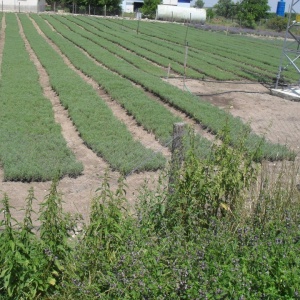 0.39 Ron Butasi de lavanda Sevtopolis de un an 55cm Garantie LIvrare Plantare la cerere