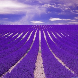 0,95 Ron Butasi de Lavandula Angustifola soi productiv si rezistent la frig seceta si caldura ★★★★★★★PARADIS★★★★★★★ pentru infiintare de culturi pentru extractie de ulei esential de Lavanda, Levantica de cultura LavenderEssentialOil.Eu