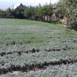 Butasi de Lavanda Angustifolia Vera Hemus