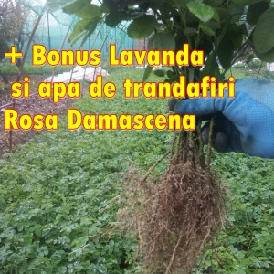 Butasi Trandafiri Bulgaresti de dulceata Rosa Damascena +bonus lavanda si Apa de trandafiri