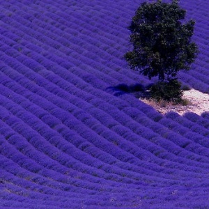 0,975 Ron Butasi de Lavandula Angustifoglium soi productiv si rezistent la frig seceta si caldura ★★★★★★PRIETENIA★★★★★★ pentru infiintare de culturi pentru extractie de ulei esential de Lavanda, Levantica de cultura LavenderEssentialOil.Eu