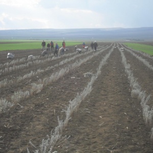 Butasi certificati de Lavanda Angustifolia Vera soiurile Sevtopolis, Hemus si Drujba .