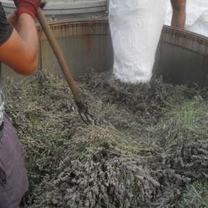 Distilator de lavanda volum 4000 L