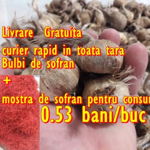 Bulbi de sofran Crocus Sativus marime 7-11+ mixati, 0.53 Lei/buc 150 lei/kg 150-280bucati/plasa de un Kg Livrare Gratuita in toata tara + mostra de sofran condiment