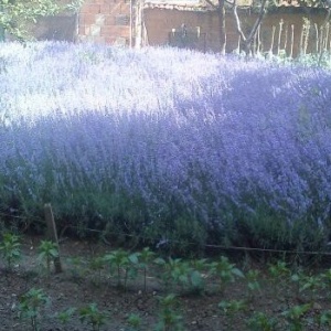 0,975 Ron Butasi de Lavandula Angustifoglium soi productiv si rezistent la frig seceta si caldura ★★★★★★PRIETENIA★★★★★★ pentru infiintare de culturi pentru extractie de ulei esential de Lavanda, Levantica de cultura LavenderEssentialOil.Eu