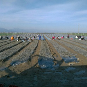 Butasi certificati de Lavanda Angustifolia Vera Sevtopolis. Pret valabil de la 31 aprilie la 1 Iunie. Contract de distilare, valorificare. Oferim servicii distilare lavanda